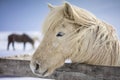 Icelandic Horses in Winter Time Royalty Free Stock Photo