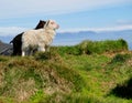 Icelandic lambs Royalty Free Stock Photo