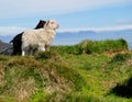 Icelandic lambs