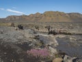 Icelandic landscape with canyon of Innri Innri-Emstrura, pink flowers, mountains and green hills. Fjallabak Nature Royalty Free Stock Photo