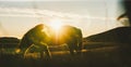 Icelandic landscapes, sunset in a meadow with horses grazing backlight