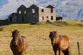 Icelandic Ponies Royalty Free Stock Photo