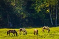 Icelandic ponies in a meadow Royalty Free Stock Photo