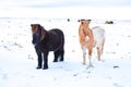 Icelandic ponies in the snow Royalty Free Stock Photo