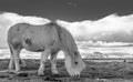 Icelandic ponies Views Royalty Free Stock Photo