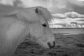 Icelandic ponies Royalty Free Stock Photo