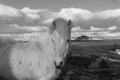 Icelandic ponies Royalty Free Stock Photo