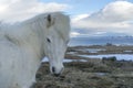 Icelandic ponies Royalty Free Stock Photo