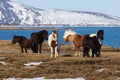 Icelandic pony on died glass with snow mountain natural landscape