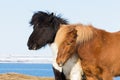 Icelandic pony farm animal
