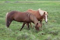 Icelandic pony-sized horses on pasture