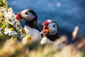 Icelandic Puffin bird couple standing in the flower bushes on the rocky cliff on a sunny day at Latrabjarg, Iceland, Europe