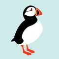 Icelandic Puffin bird icon Royalty Free Stock Photo