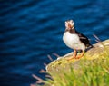 Icelandic Puffin bird standing on the rocky cliff, face straight to camera on a sunny day at Latrabjarg, Iceland, Europe