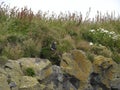 Icelandic puffin birds sunbathing on rocks