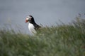 Icelandic Puffin looking over ocean