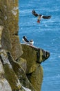 Icelandic Puffin looking over ocean