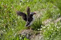 Icelandic puffin with wings outstretched in BorgarfjÃÂ¶rÃÂ°ur Eystri