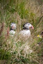 Icelandic puffins in the grass Royalty Free Stock Photo