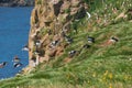 Icelandic puffins at remote islands, Iceland