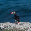 Icelandic puffins at remote islands, Iceland