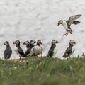 Icelandic puffins at remote islands in Iceland, summer, 2015