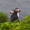 Icelandic puffins at remote islands in Iceland, summer, 2015