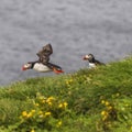 Icelandic puffins at remote islands in Iceland, summer, 2015