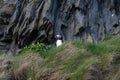 Icelandic Puffins of Vestmannaeyjar Royalty Free Stock Photo