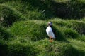 Icelandic Puffins of Vestmannaeyjar Royalty Free Stock Photo