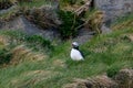 Icelandic Puffins of Vestmannaeyjar Royalty Free Stock Photo