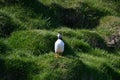 Icelandic Puffins of Vestmannaeyjar Royalty Free Stock Photo