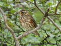 Icelandic redwing (Turdus iliacus) sitting in a birch bush Royalty Free Stock Photo