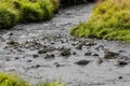 Icelandic river with grass Royalty Free Stock Photo