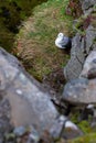 Icelandic seabird relaxing new Gljufursarfoss