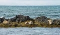 Icelandic seals resting on rocks Royalty Free Stock Photo