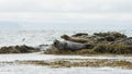 Icelandic seals resting on rocks Royalty Free Stock Photo