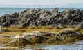 Icelandic Seals Resting On Rocks