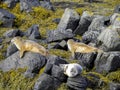 Icelandic Seals Sunbathing On Rocks