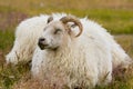 Icelandic Sheep