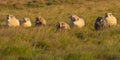 Icelandic Sheep