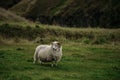 Icelandic sheep animal on the grass in Iceland