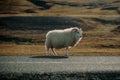 Icelandic sheep animal on the road in Iceland