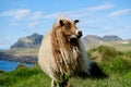 Icelandic sheep Royalty Free Stock Photo