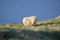 Icelandic Sheep on cliffs of Vestmannaeyja