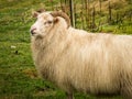 Icelandic Sheep, Close Up Royalty Free Stock Photo