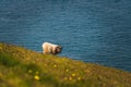 Icelandic sheep grazing Royalty Free Stock Photo