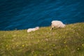 Icelandic sheep grazing Royalty Free Stock Photo