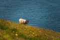 Icelandic sheep grazing Royalty Free Stock Photo