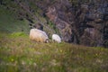Icelandic sheep grazing Royalty Free Stock Photo
